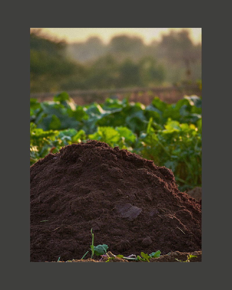 BOLO_Compost_Heap-2